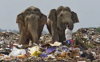 Elephant feeding at landfill