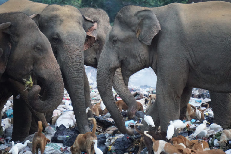 Elephant in Garbage