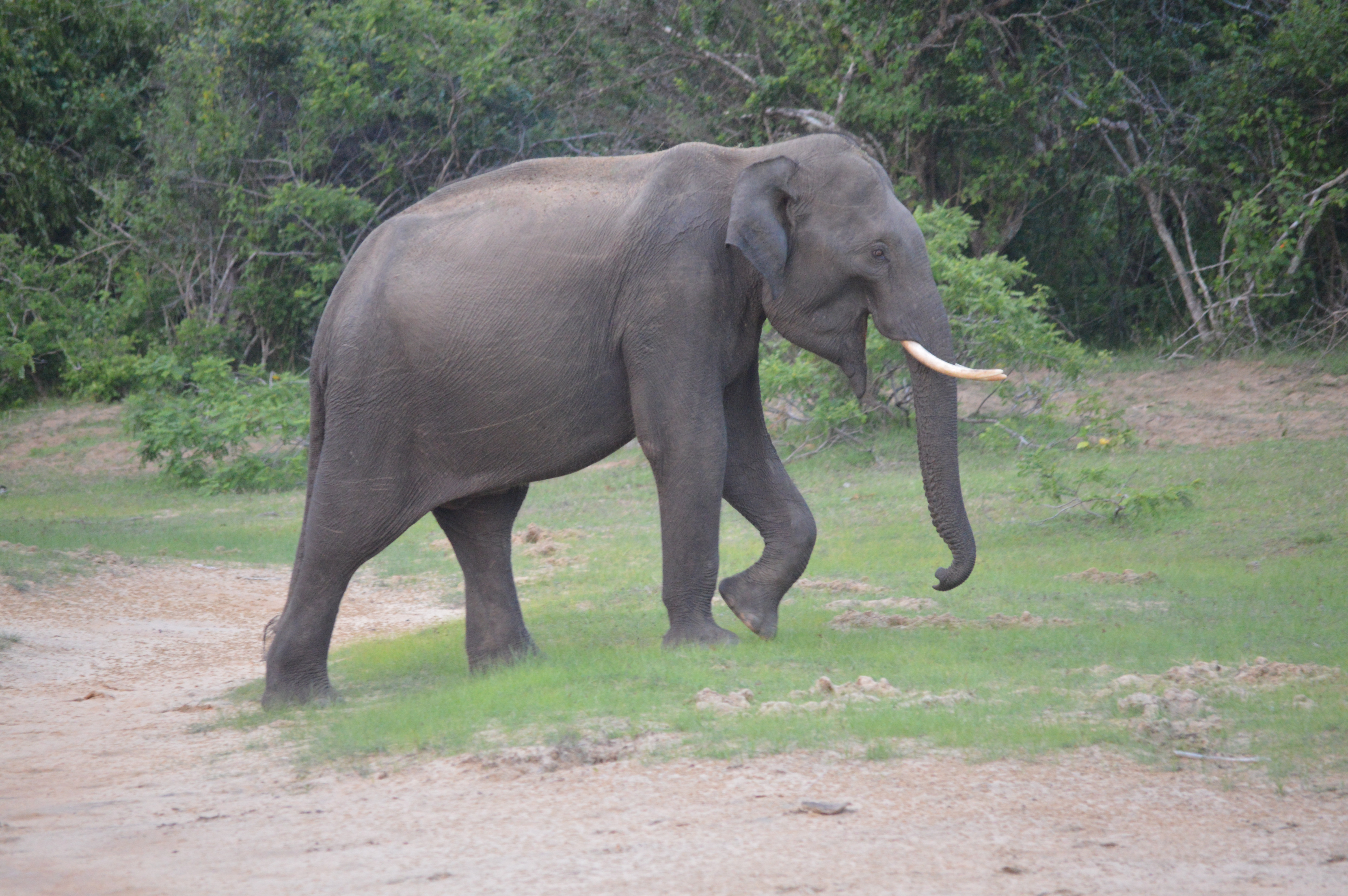 Elephant Conservation