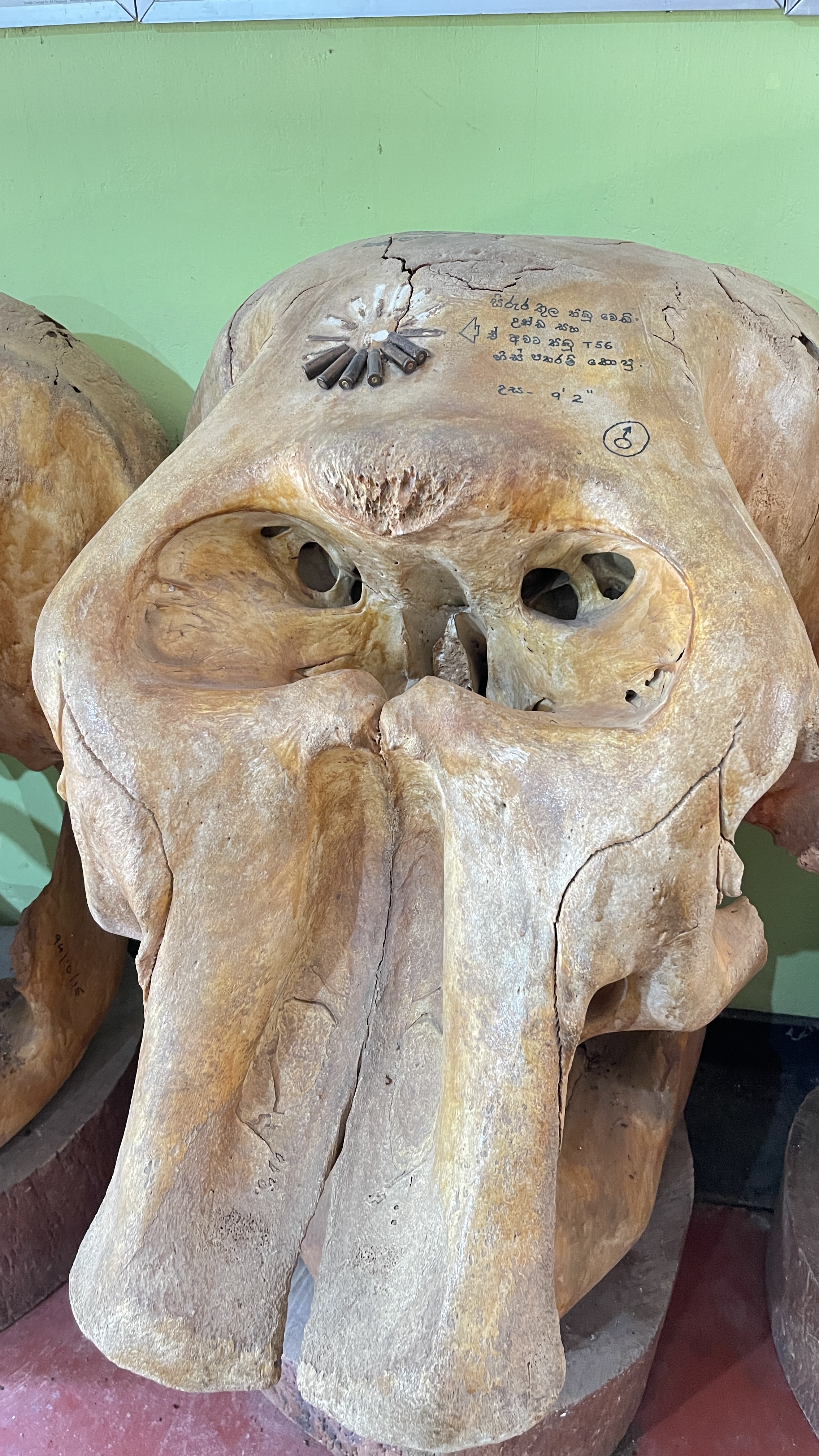 Elephant Conservation